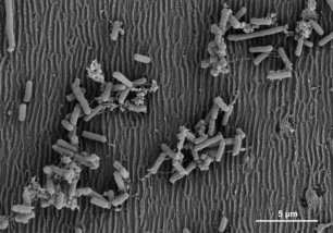 Können laser-strukturierte Oberflächen die Biofilmbildung verhindern?